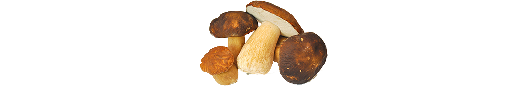 funghi_separator-silafunghi-di-arnoni-angelo-prodotti-tipici-calabresi